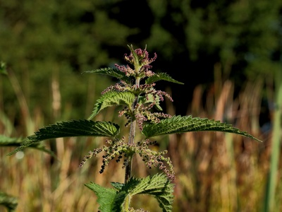 Common nettle
