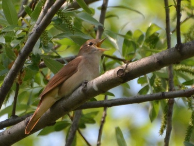 Common Nightingale