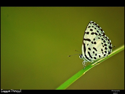 Common Pierrot