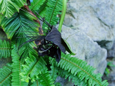 Common pipistrelle