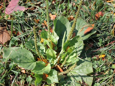 Common plantain