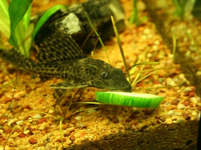 Common pleco