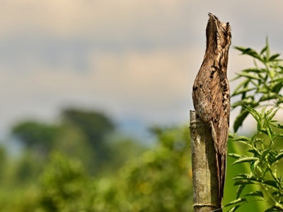 Common potoo