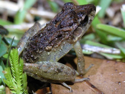 Common Rain Frog