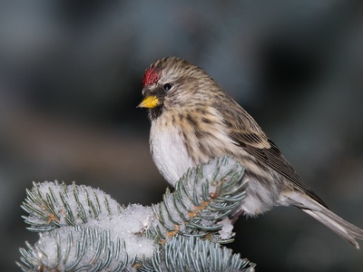 Common redpoll