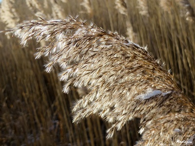 Common reed (Schilfrohr)