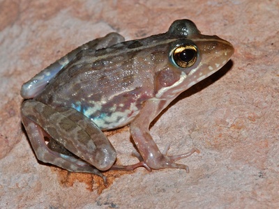 Common river frog