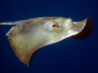 Common stingray