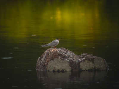 Common tern