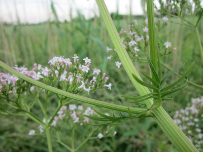 Common valerian