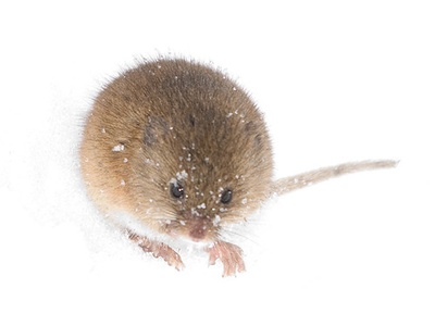Common vole