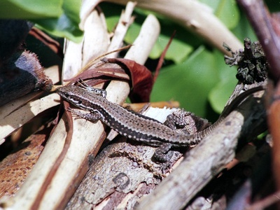 Common wall lizard