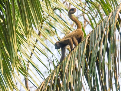 Common woolly monkey