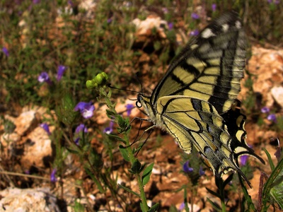 Common Yellow Swallowtail