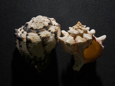 Cone snails and marine venomous mollusks