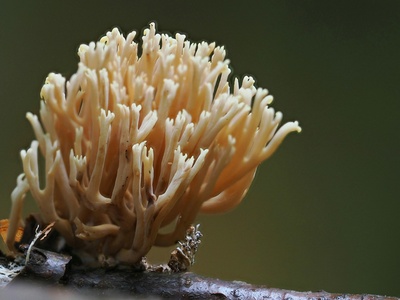 Coral Fungus