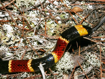 Coral snakes