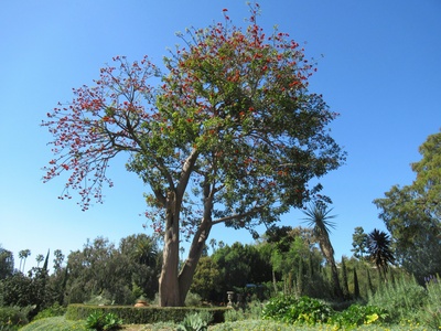 Coral tree