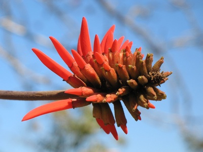 Coral tree (Erythrina)