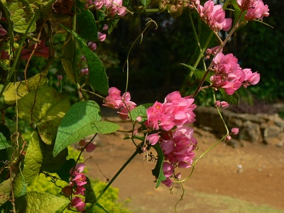 Coral vine (Coralita)