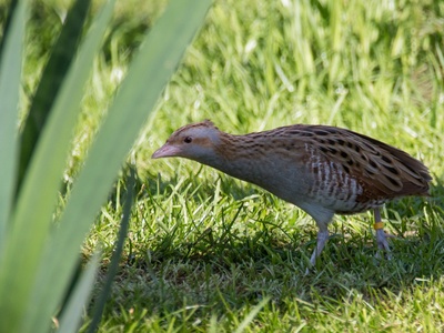 Corncrake