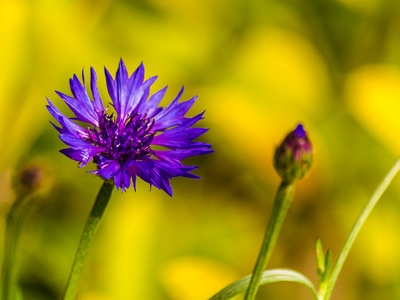 Cornflower petals