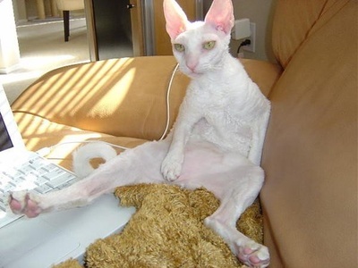Cornish Rex