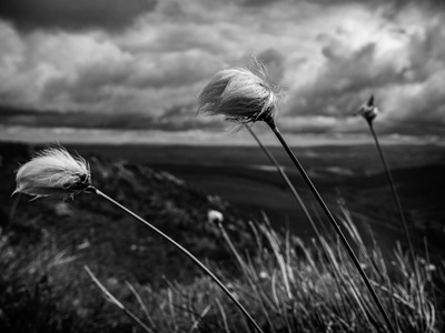 Cotton grass