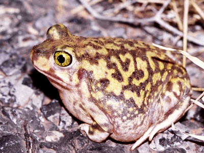 Couch's Spadefoot