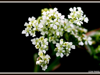 Cow parsley