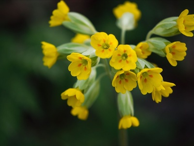 Cowslip (Schlüsselblume)