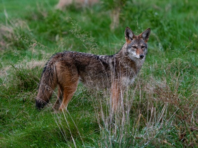 Coyote