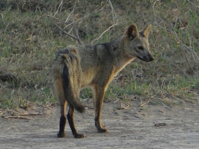 Crab-eating fox (Cerdocyon thous)