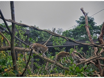 Crab-eating macaque