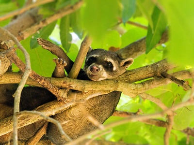 Crab-eating raccoon