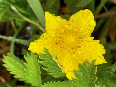 Creeping cinquefoil