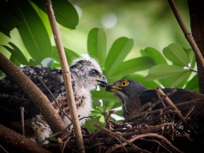 Crested Goshawk