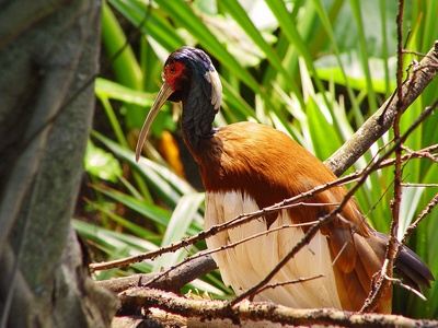 Crested ibis