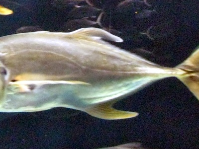 Crevalle jack