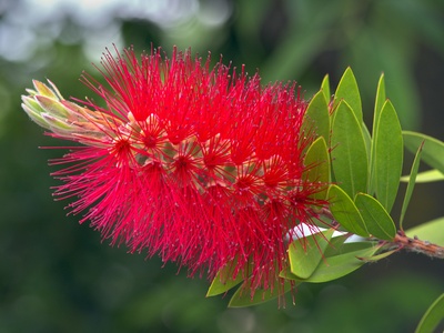 Crimson bottlebrush