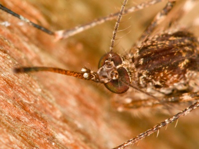 Culex pipiens