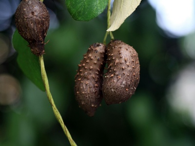 Cupuaçu seed