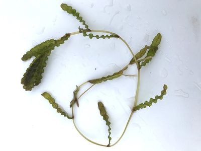 Curly-leaf pondweed