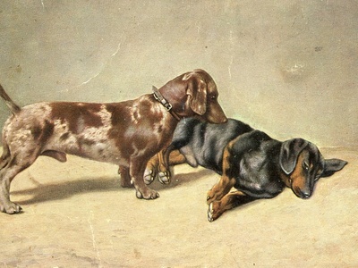 Dachshund (Smooth)