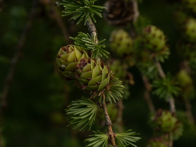 Dahurian larch