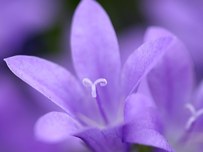 Dalmatian bellflower