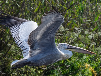 Dalmatian Pelican
