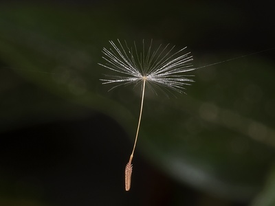 Dandelion