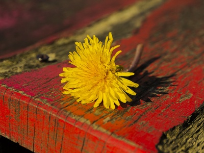 Dandelion (Löwenzahn)