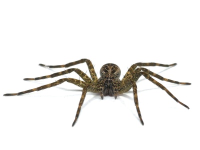 Dark fishing spider